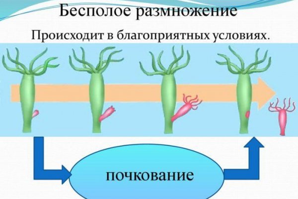 Кракен онион сайт io