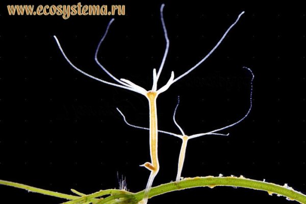 Kraken tor зеркало