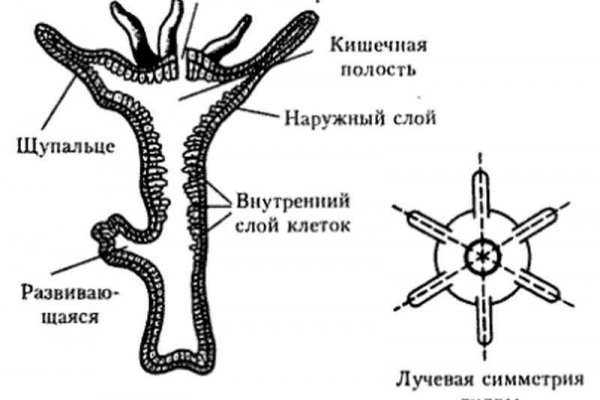 Как восстановить аккаунт на кракене даркнет