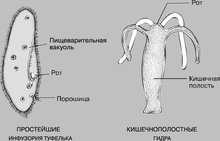 Сайт кракен тор браузера